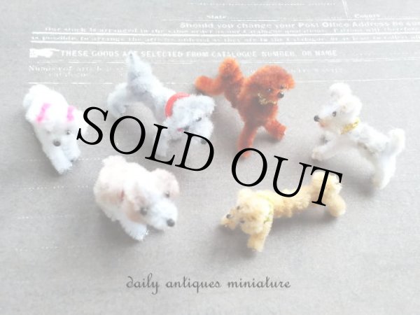 画像8: マルチーズ (8)