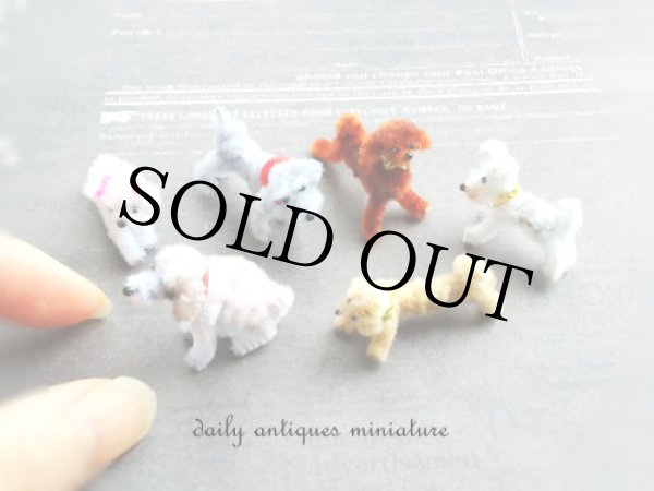 画像7: マルチーズ (7)