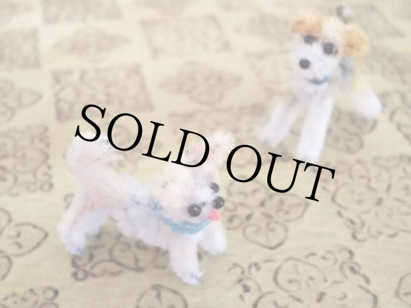 画像6: ワイヤーフォックステリア Cooper（クーパー） (6)