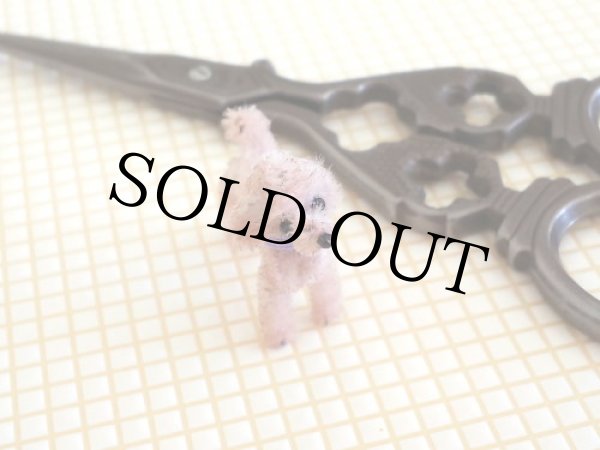 画像3: トイプードル Molly（モリー） (3)