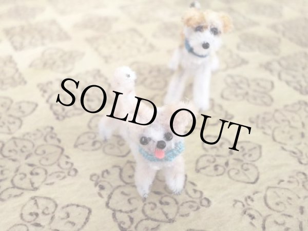 画像7: ワイヤーフォックステリア Cooper（クーパー） (7)