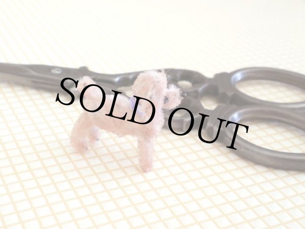 画像4: トイプードル Molly（モリー） (4)