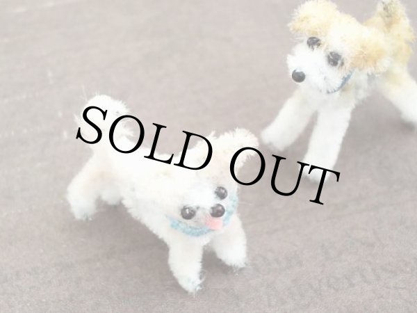 画像8: ワイヤーフォックステリア Cooper（クーパー） (8)