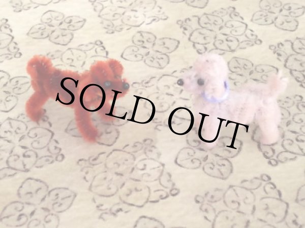 画像6: トイプードル Molly（モリー） (6)