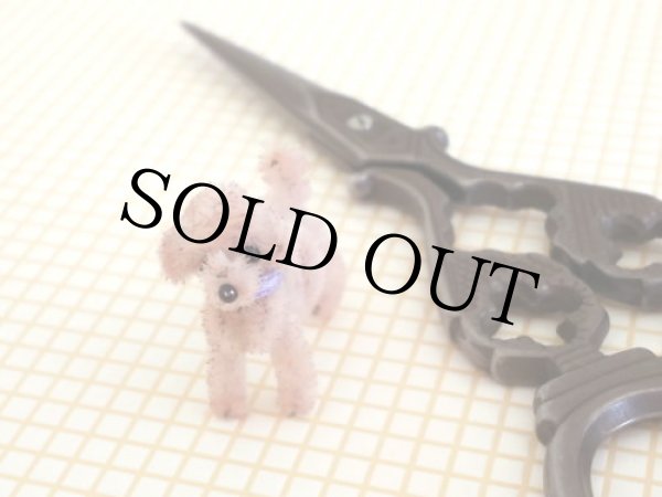 画像2: トイプードル Molly（モリー） (2)