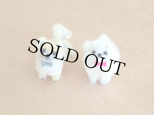 画像2: ポメラニアンLulu（ルル） (2)