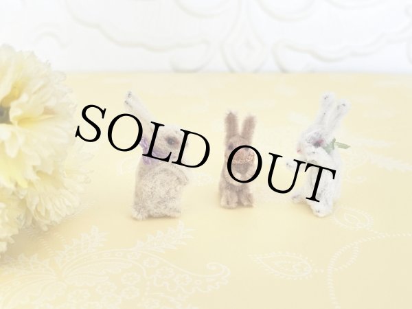 画像3: うさぎ Poe（ポー） (3)