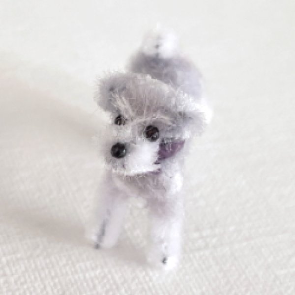 画像1: シュナウザー (1)