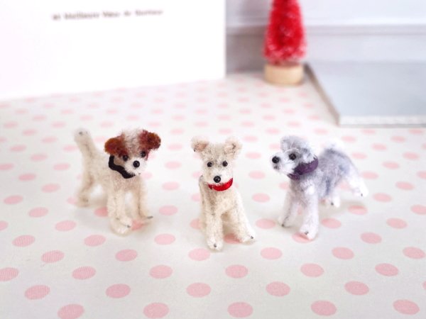 画像8: シュナウザー (8)