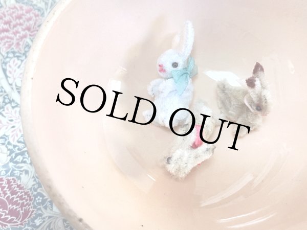 画像7: うさぎ Evi（エヴィ） (7)